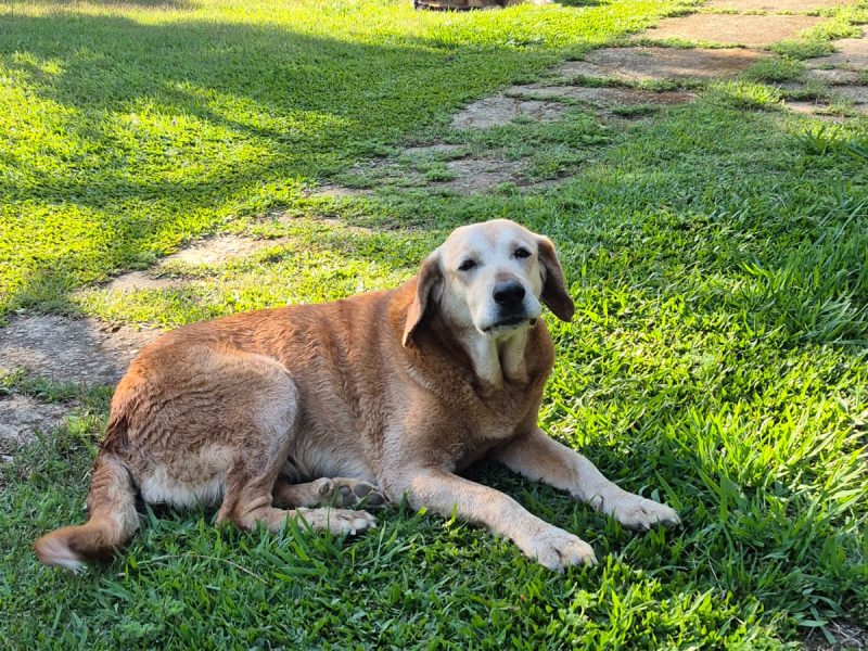 Mel, Nena e Zara (Adoção Urgente)