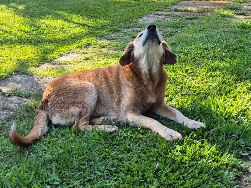 Mel, Nena e Zara (Adoção Urgente)