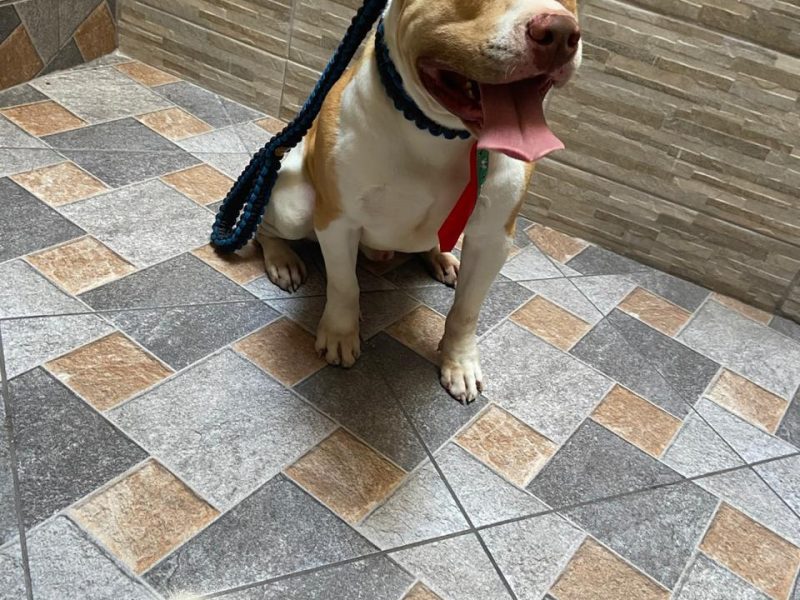 Pitbull (Adoção Urgente)