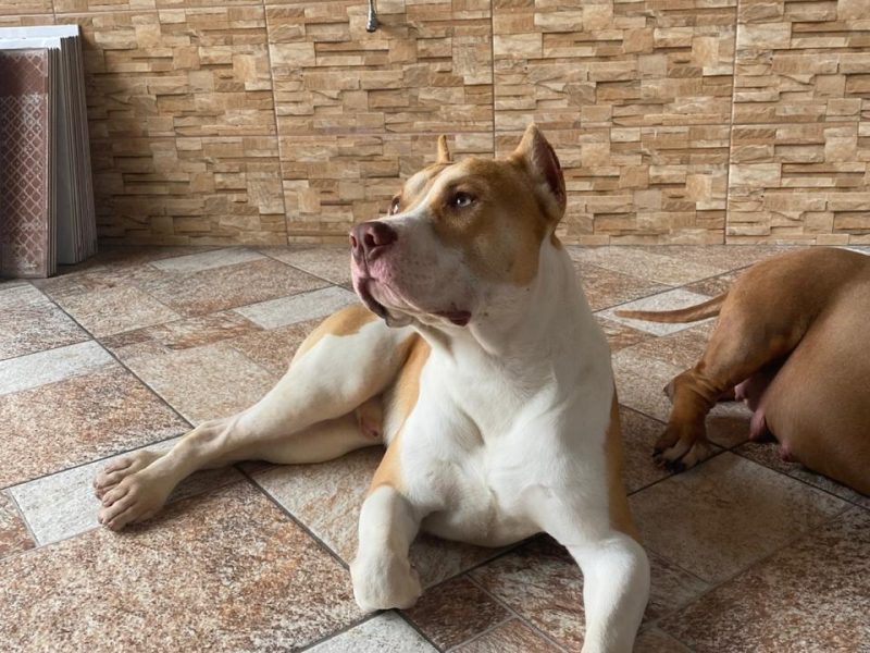 Pitbull (Adoção Urgente)