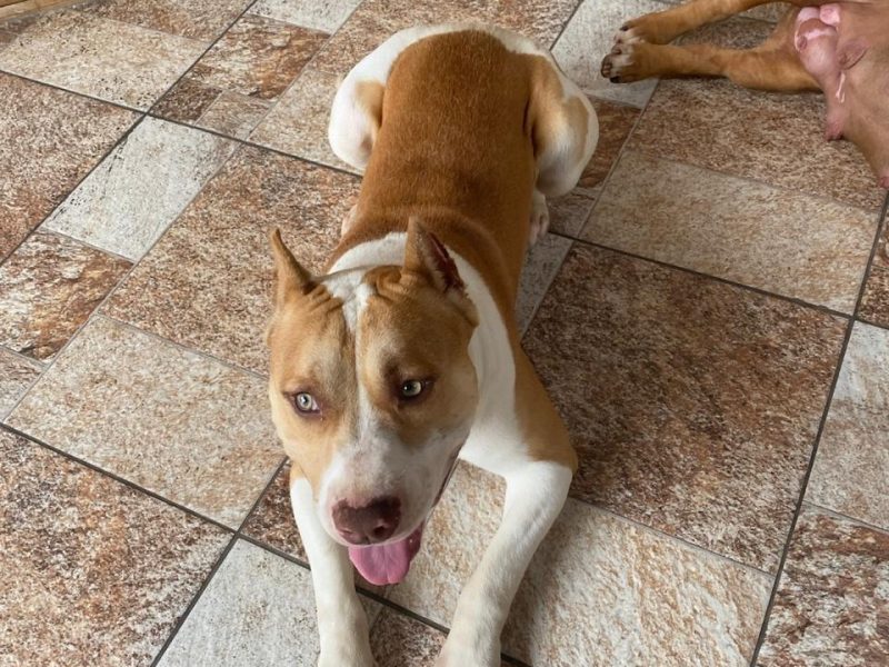 Pitbull (Adoção Urgente)