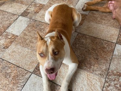 Pitbull (Adoção Urgente)