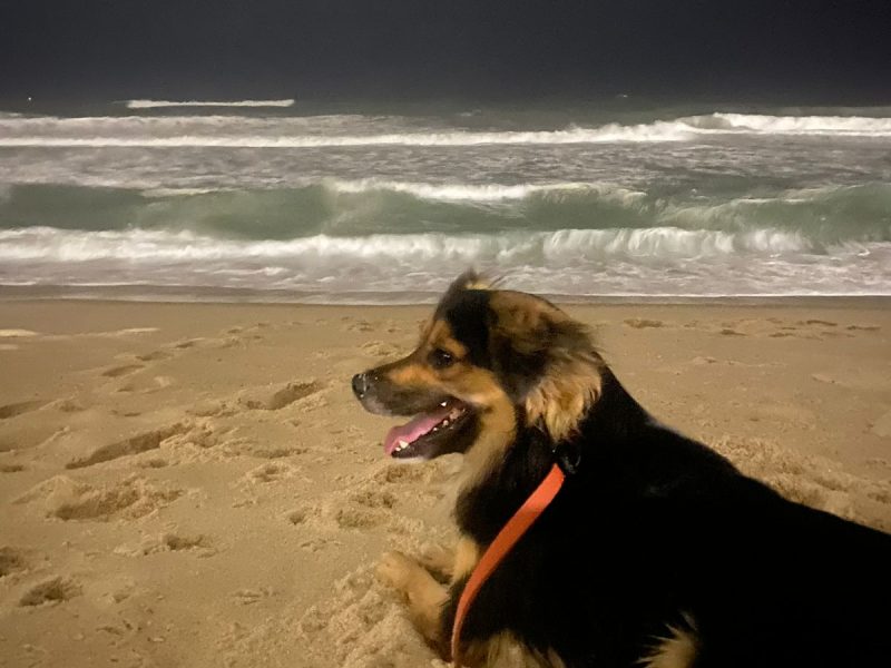 Zeca (Adoção Urgente)