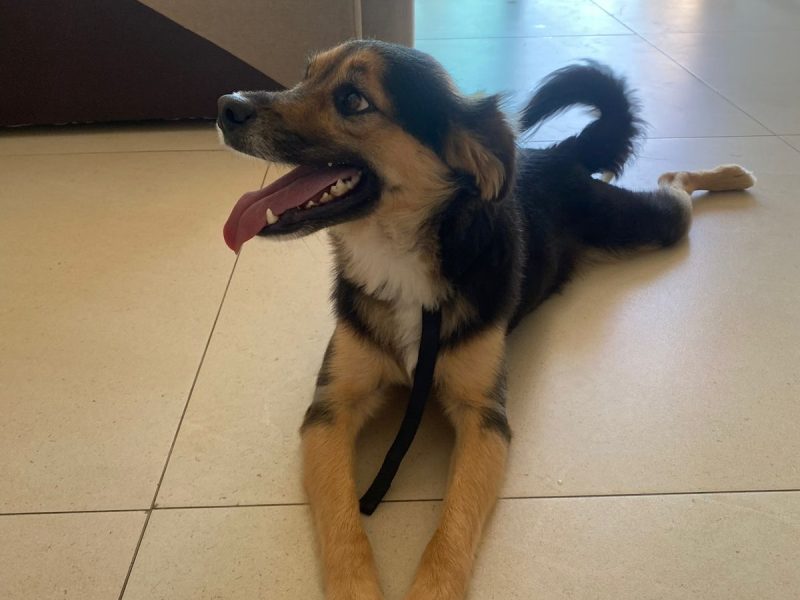 Zeca (Adoção Urgente)