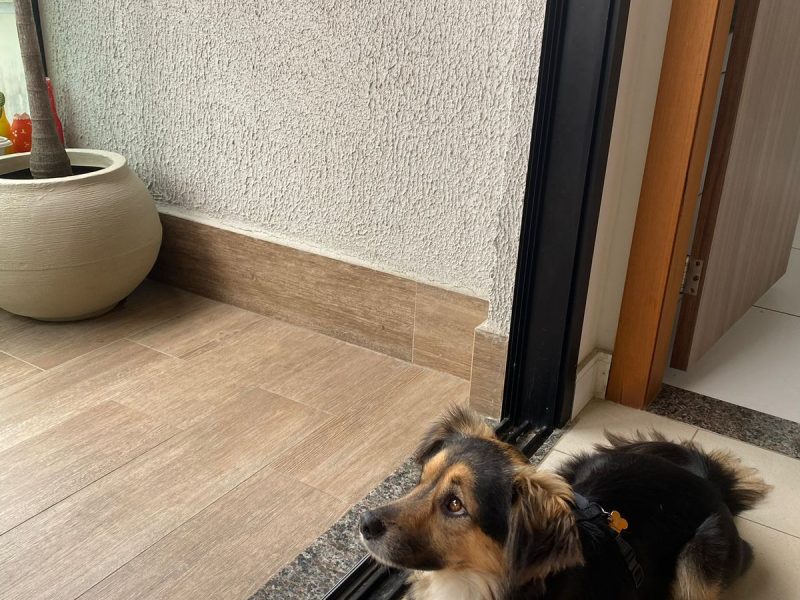 Zeca (Adoção Urgente)