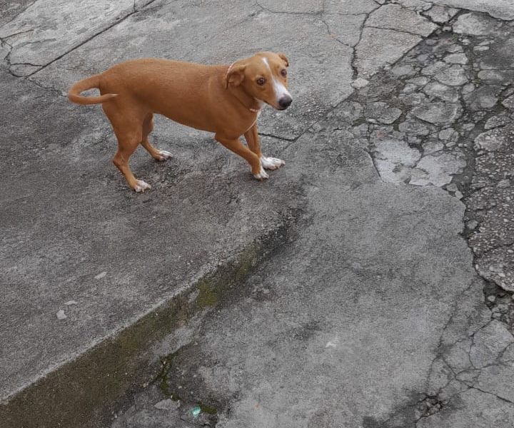Bella (Adoção Urgente)