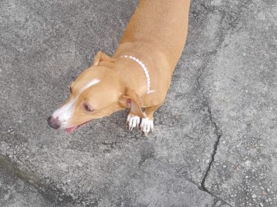 Bella (Adoção Urgente)