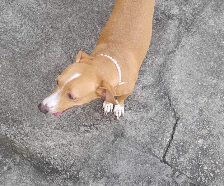 Bella (Adoção Urgente)