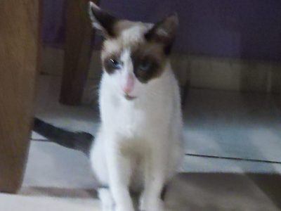 3 Gatos (Adoção Urgente)
