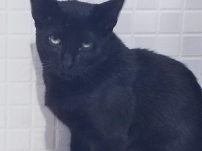 3 Gatos (Adoção Urgente)