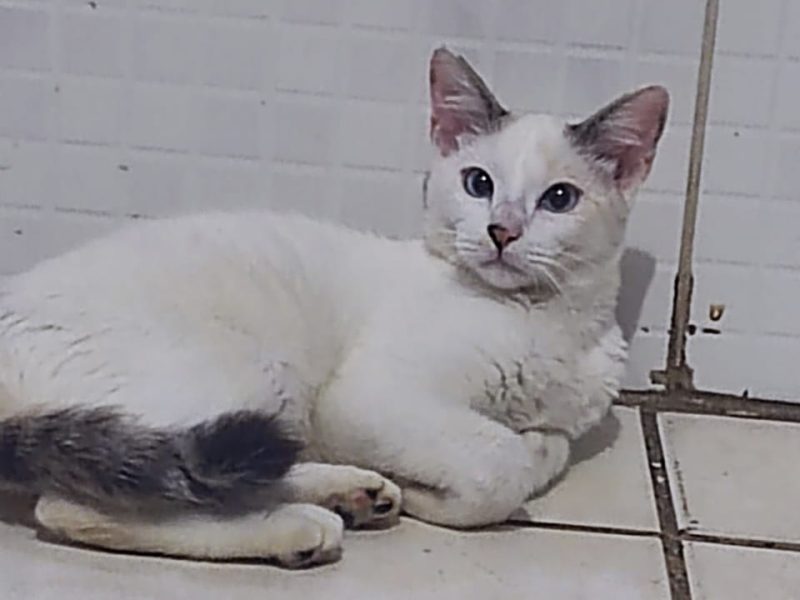 3 Gatos (Adoção Urgente)
