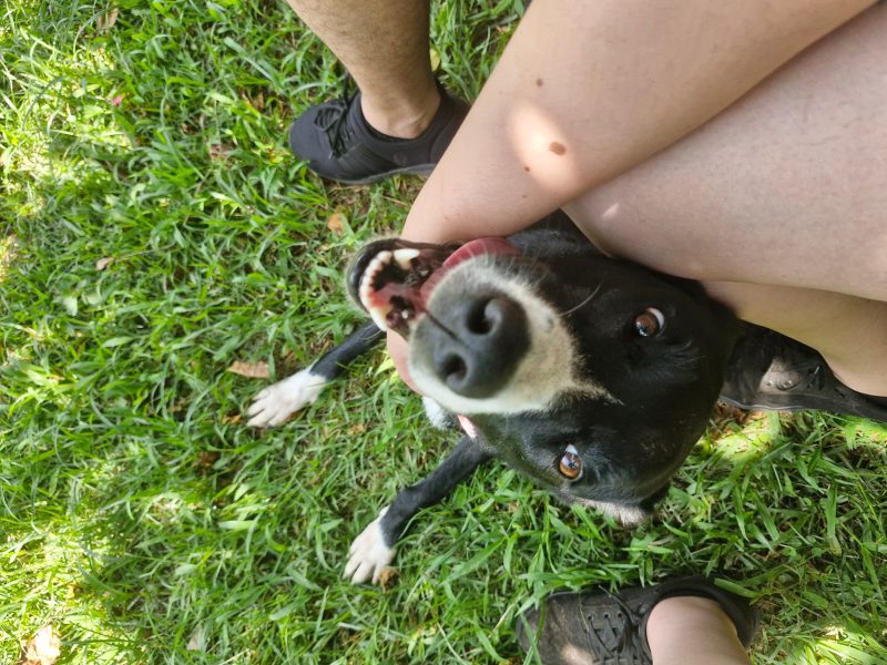 Ravena (Adoção Urgente)