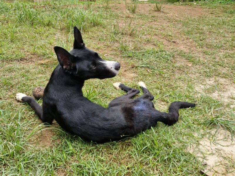 Ravena (Adoção Urgente)