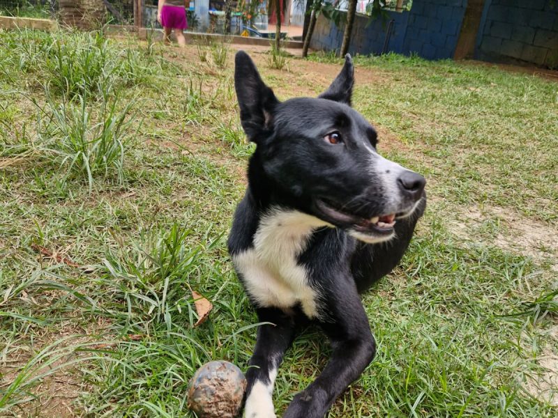 Ravena (Adoção Urgente)