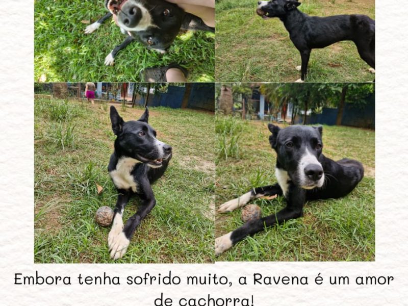 Ravena (Adoção Urgente)