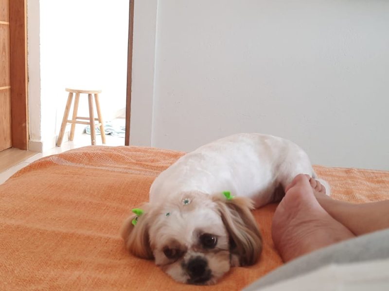 3 Shih Tzu (Adoção Urgente)