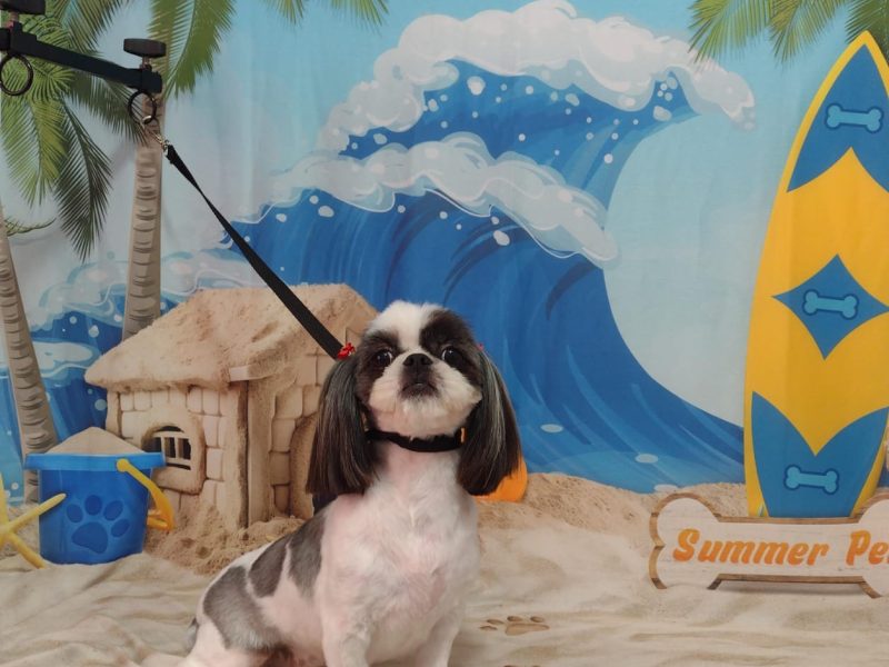 3 Shih Tzu (Adoção Urgente)