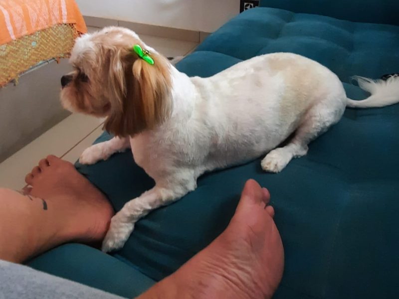3 Shih Tzu (Adoção Urgente)