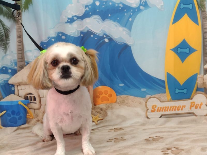 3 Shih Tzu (Adoção Urgente)