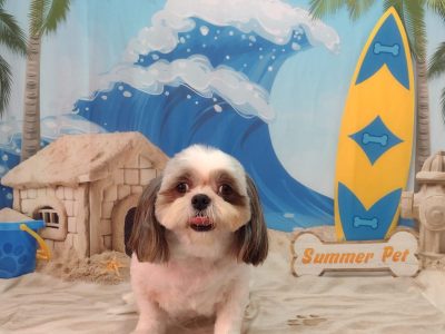 3 Shih Tzu (Adoção Urgente)