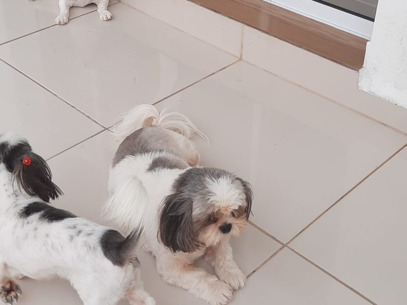 3 Shih Tzu (Adoção Urgente)