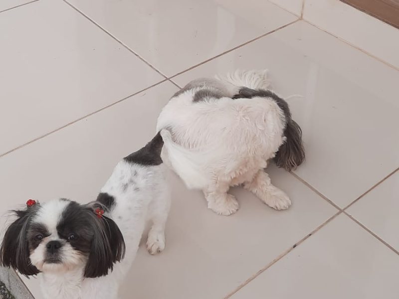 3 Shih Tzu (Adoção Urgente)