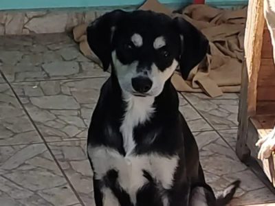 Ted (Adoção Urgente)