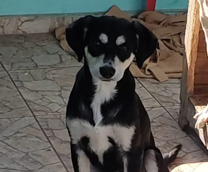 Ted (Adoção Urgente)