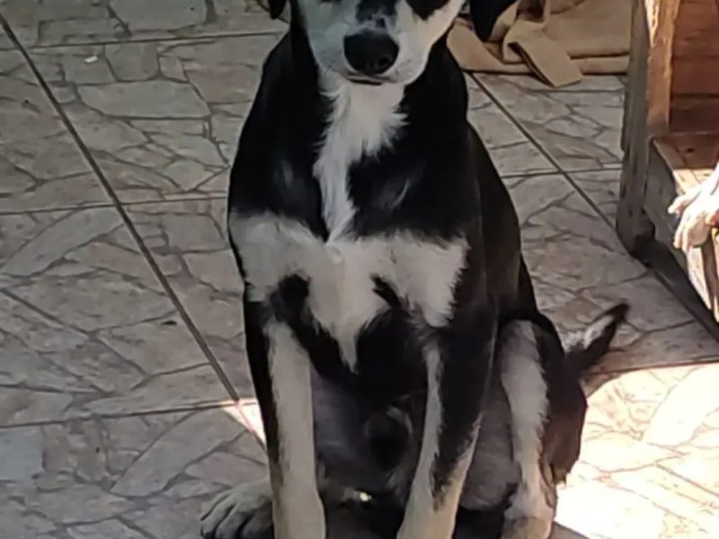 Ted (Adoção Urgente)