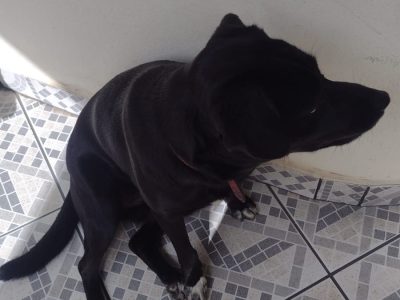 Azuki e Paçoca (Adoção Urgente)