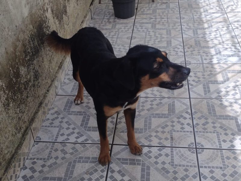 Azuki e Paçoca (Adoção Urgente)
