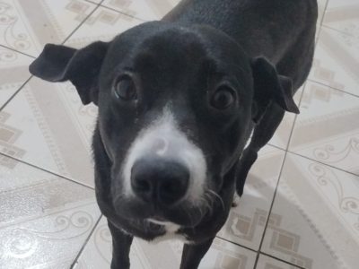 Pérola (Adoção Urgente)