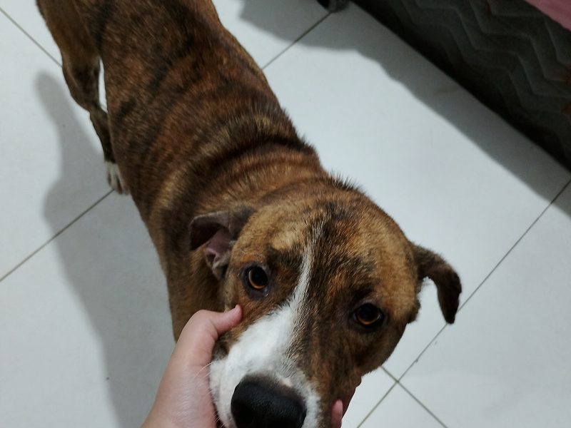 Scooby (Adoção Urgente)