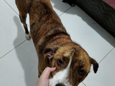 Scooby (Adoção Urgente)