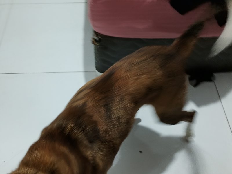 Scooby (Adoção Urgente)