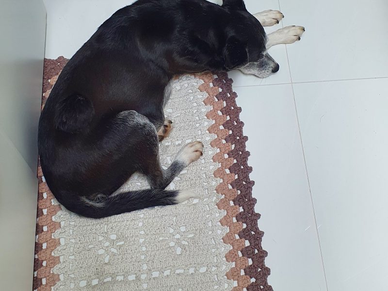 Aruna (Adoção Urgente)