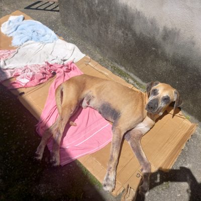 Leilia