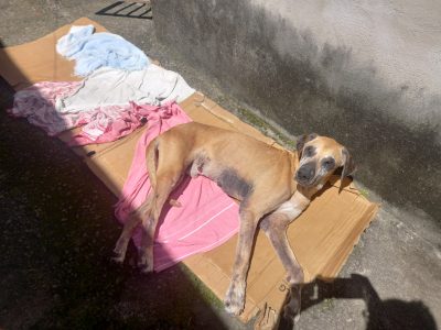 Galã (Adoção Urgente)