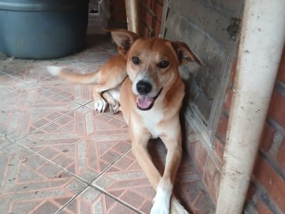 Meinha (Adoção Urgente)