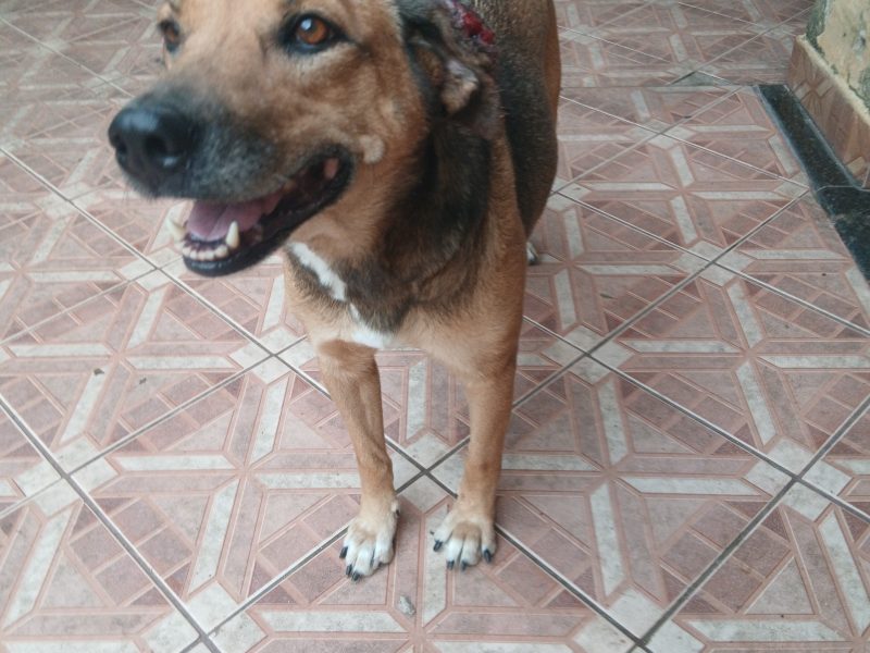 Juju (Adoção Urgente)