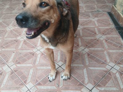 Juju (Adoção Urgente)