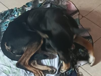 Negao (Adoção Urgente)