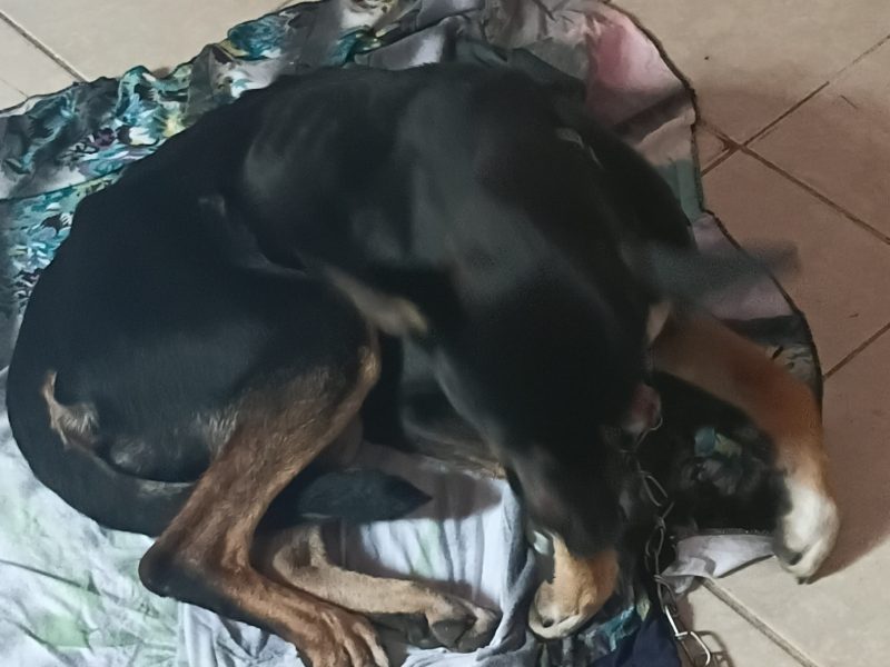 Negao (Adoção Urgente)