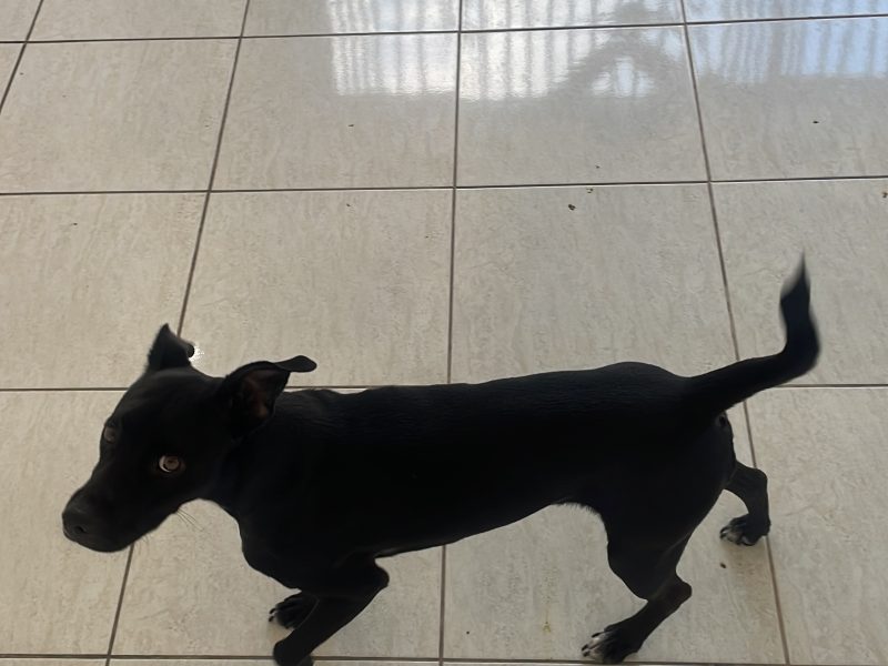 Lucky (Adoção Urgente)