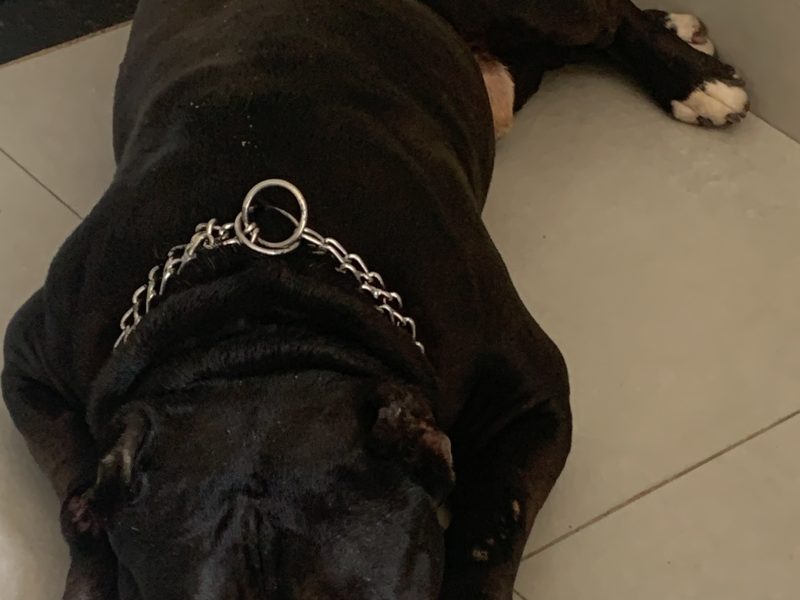 Bolt (Adoção Urgente)