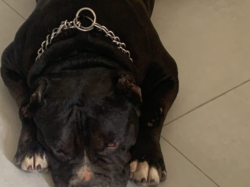 Bolt (Adoção Urgente)