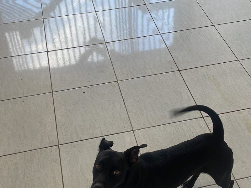 Lucky (Adoção Urgente)