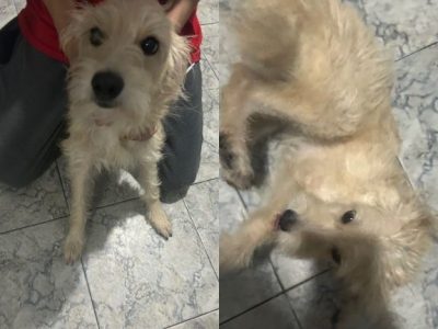 Pandora e Mel (Adoção Urgente)