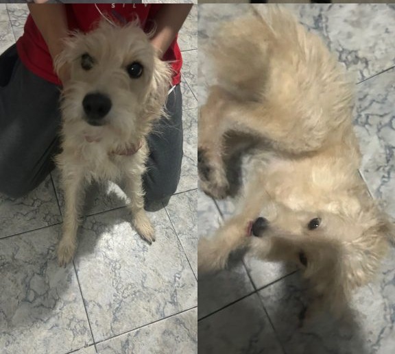 Pandora e Mel (Adoção Urgente)