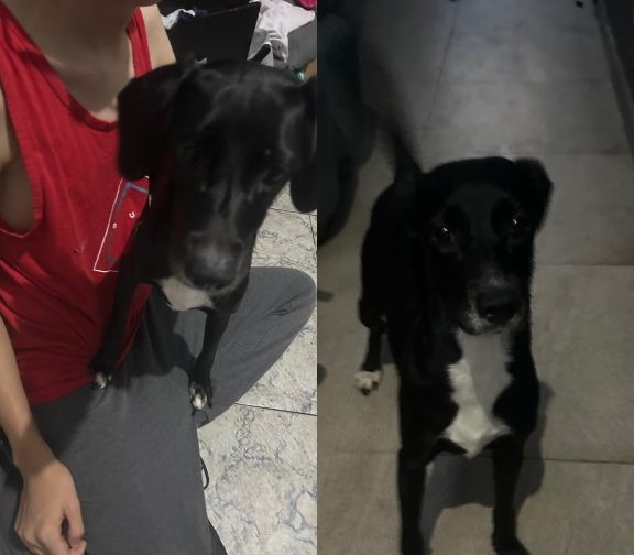 Pandora e Mel (Adoção Urgente)